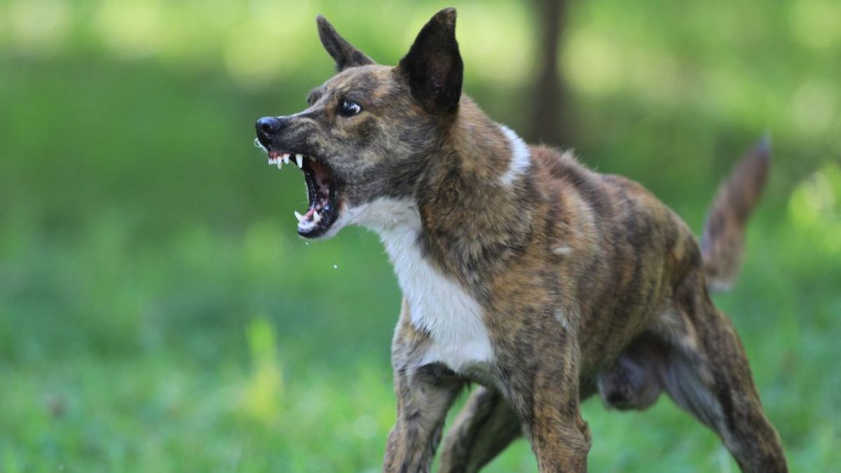 hyderabad-news-stray-dog-attack-on-boy-leaves-family-in-need-of-rs-3-lakh-for-his-surgery